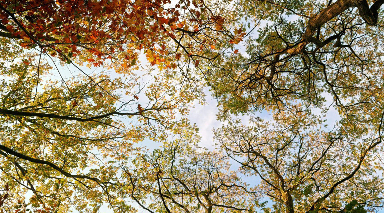 Pre-order We Can’t Run Away From This by Damian Hall and we’ll pay £1 to Trees Not Tees