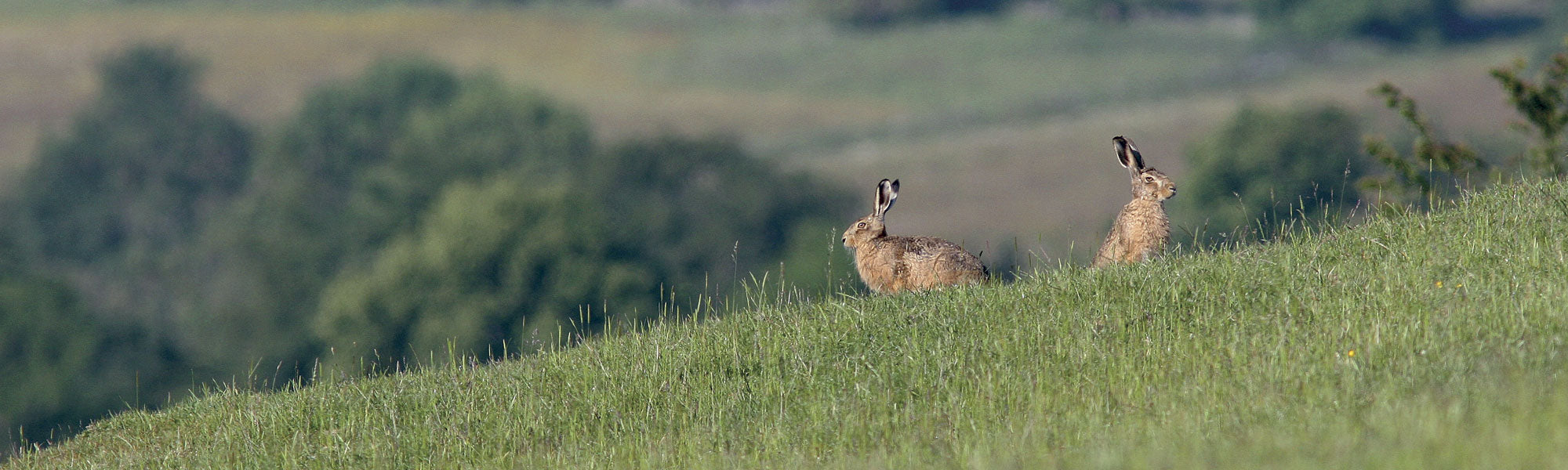 Brown Hares in the Derbyshire Dales by Christine Gregory