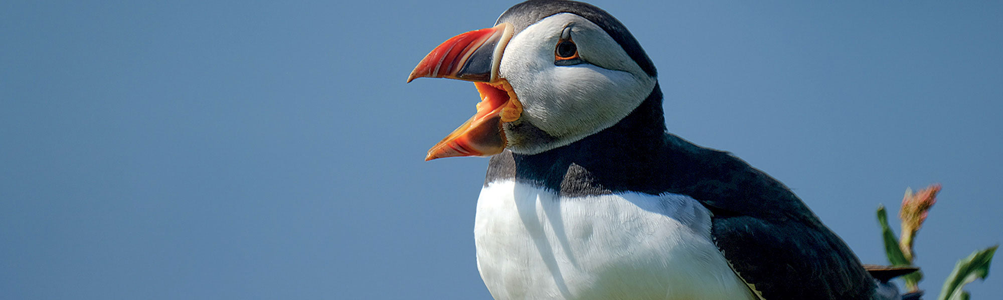 Wildlife books