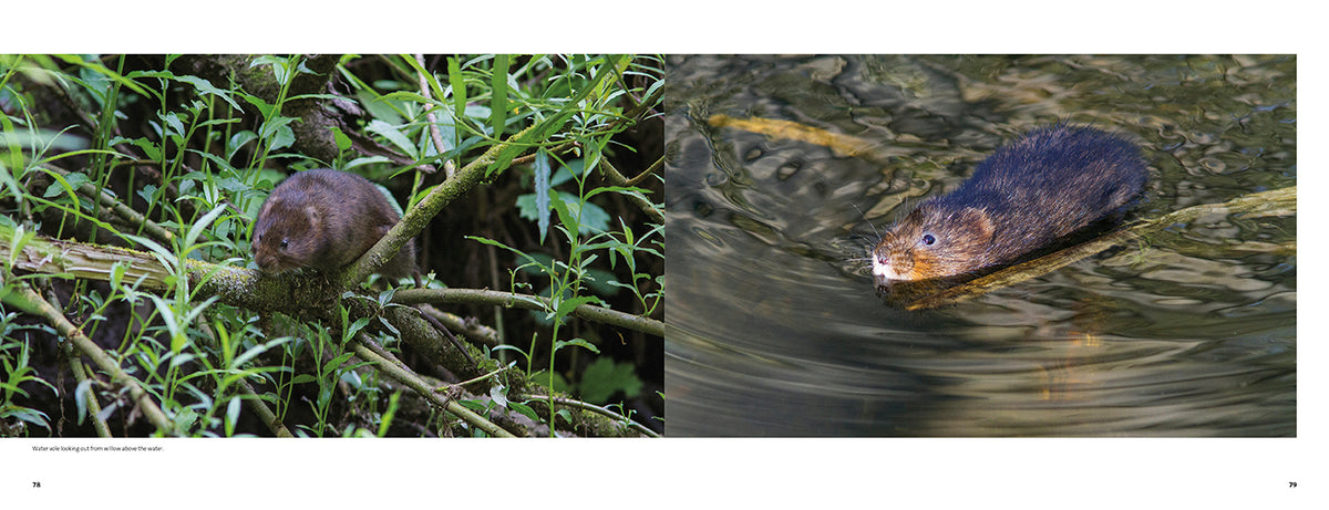 The Water Vole - Adventure Books by Vertebrate Publishing