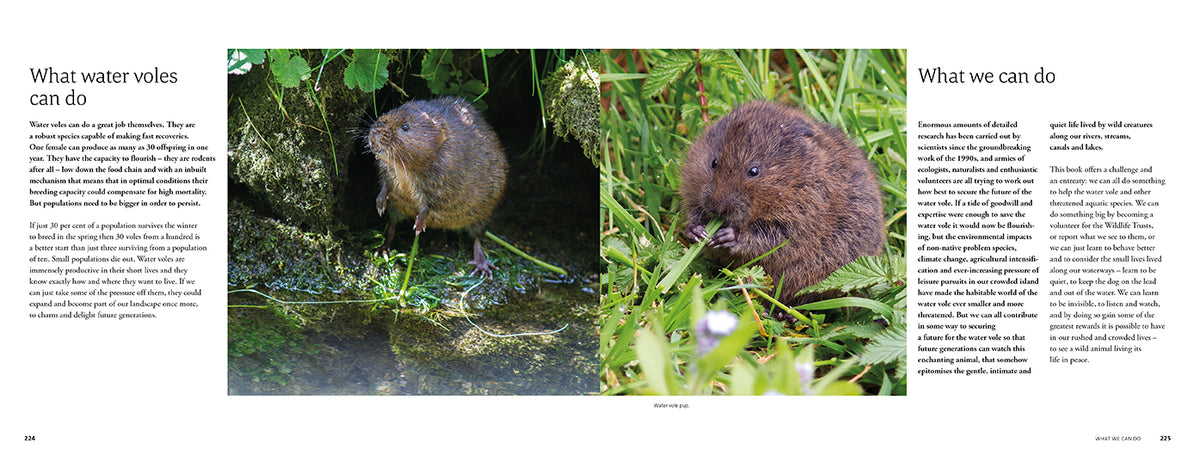 The Water Vole - Adventure Books by Vertebrate Publishing
