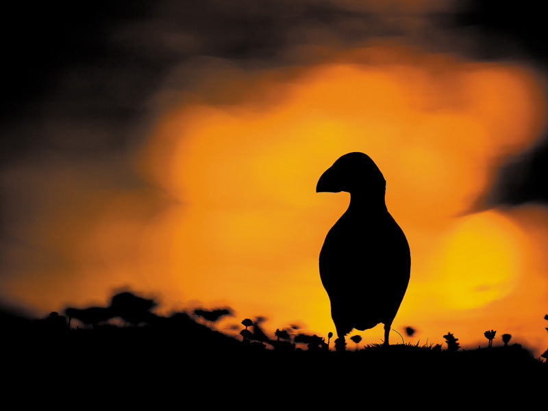 Photo from Puffins by Kevin Morgans, published by Sandstone Press