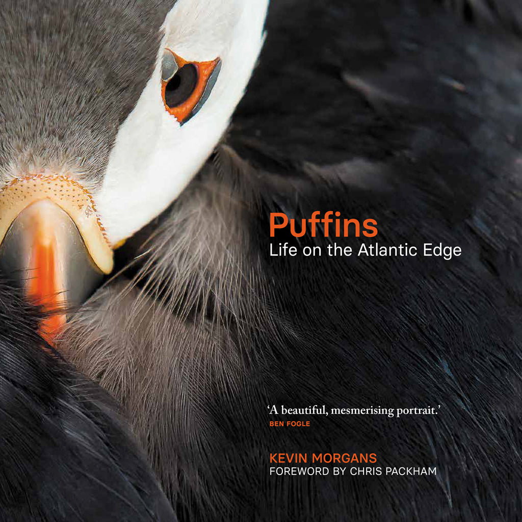 Puffins by Kevin Morgans cover image 9781913207779